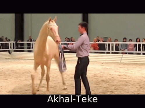 Man Standing Next to Akhal-Teke Horse
