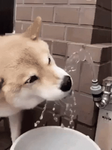 Man Standing Next To Dog In Water GIF