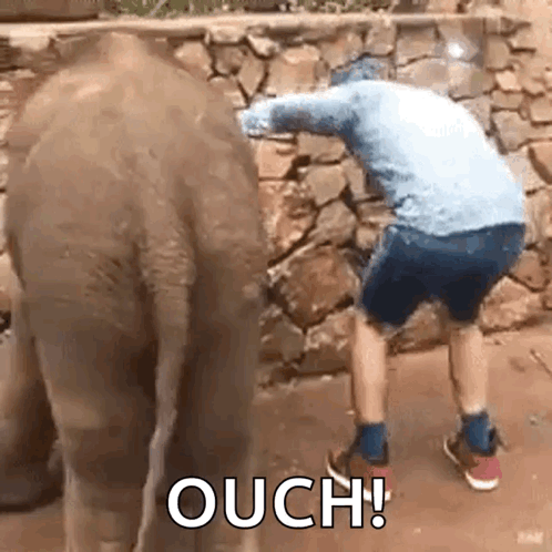Man Standing Next to Elephant Saying Ouch