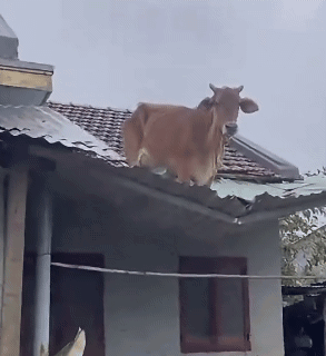 Man Standing On Roof GIF