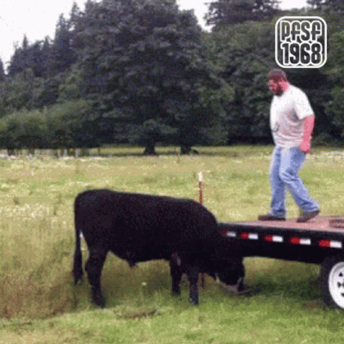 Man Standing on Trailer with Cow 1968