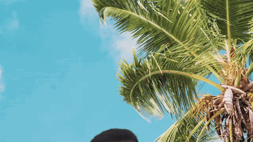 Man Standing Under Palm Tree