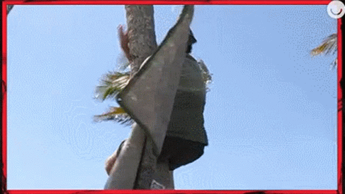 Man Struggle Climbing The Coconut Tree GIF