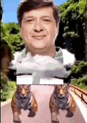 Man Surrounded by Two Tigers