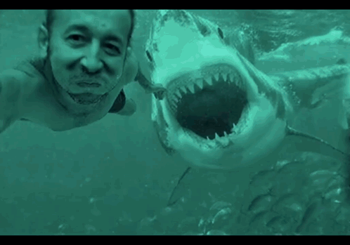 Man Swimming In Ocean With Shark GIF