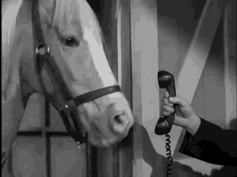 Man Talking on Phone with Horse