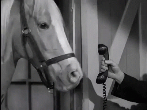 Man Talking On Phone With Horse GIF