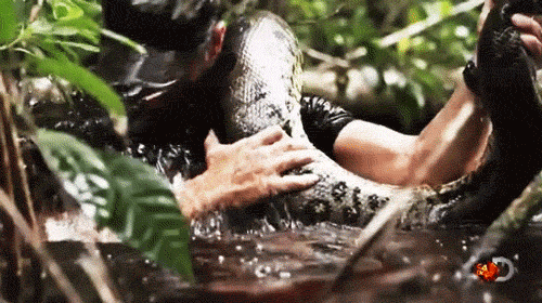 Man To Be Eaten Alive By Anaconda GIF