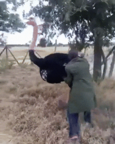 Man Tried Ostrich Riding GIF