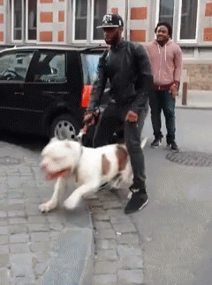 Man Walking Dog in NYC Hat