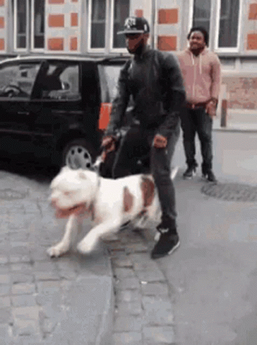 Man Walking Dog On Leash GIF
