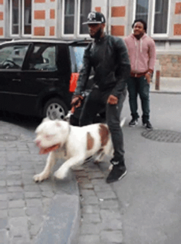 Man Walking Dog with Black Car