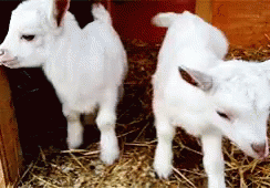 Man Walking Three Goats in Grass