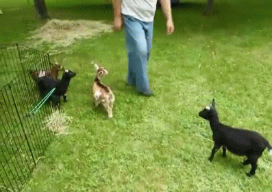 Man Walking Three Goats