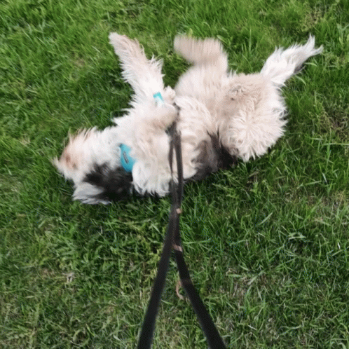 Man Walking Two Dogs Past Woman On Bench GIF
