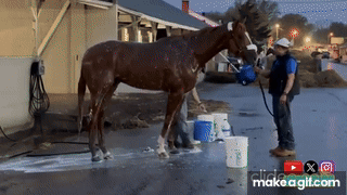 Man Washing Horse With Hose GIF