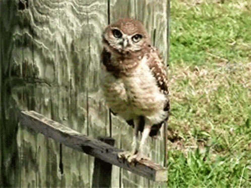 Man With Bow And Arrow GIF
