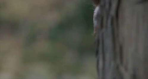 Man With Camouflage Face Paint Peeking From Behind Tree GIF