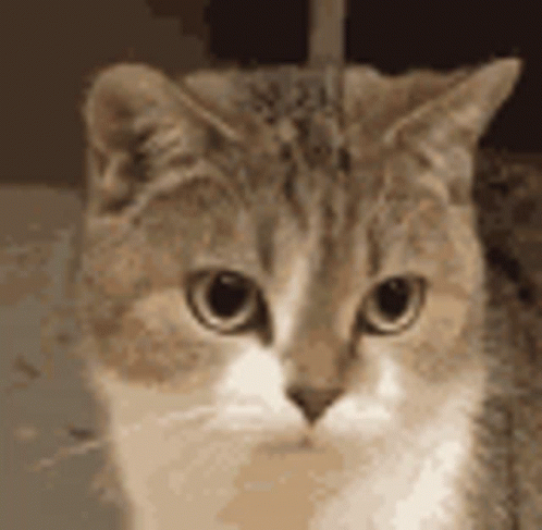 Man With Cat Saying He Is Angry