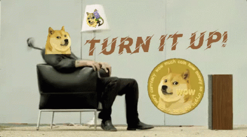 Man With Doge on Head Turn It Up