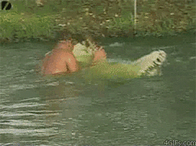 Man Wrestling With Crocodile GIF