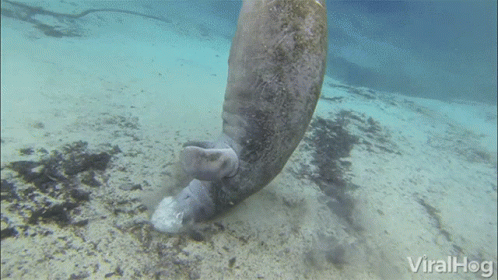 Manatee Blowing Bubbles Under The Sea GIF