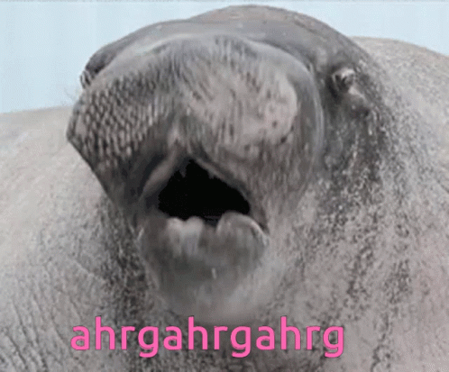 Manatee Blurting Out Noises GIF
