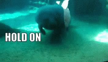 Manatee Bumping Hold On GIF
