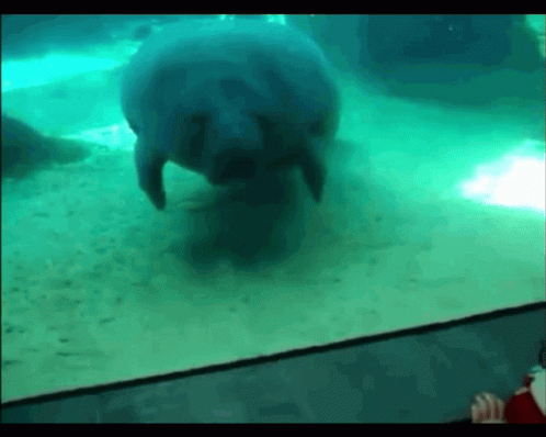 Manatee Bumping On The Glasses GIF