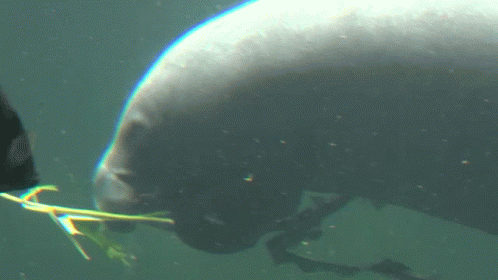 Manatee Eating Grass GIF