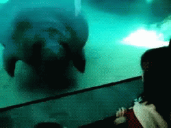 Manatee Face Bump GIF