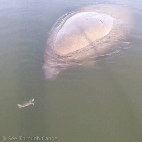 Manatee Floating Crab Swimming Beside GIF