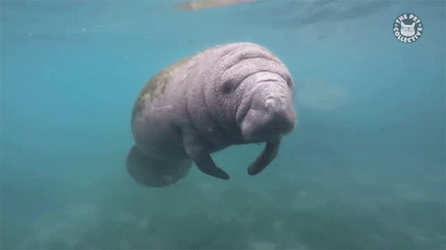 Manatee Floating In The Sea GIF