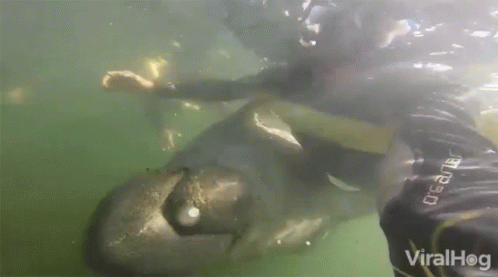 Manatee Floating Under A Swimmer GIF
