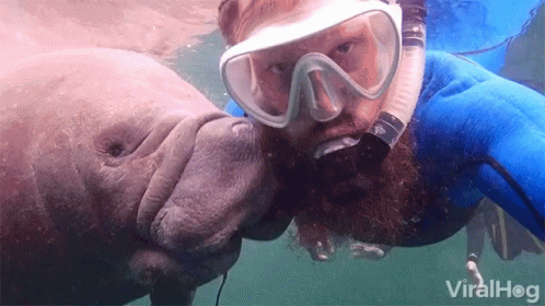 Manatee Kissing A Diver GIF