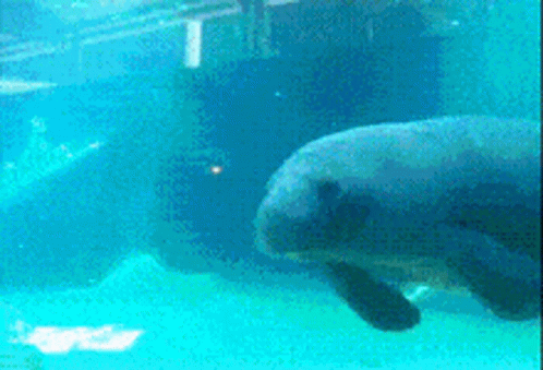 Manatee Swimming And Bumping On The Glass GIF
