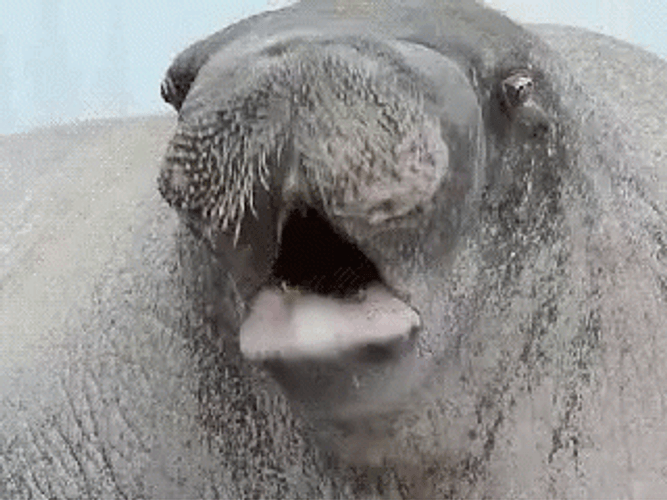 Manatee GIF