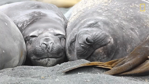 Manatees Sleeping Together GIF
