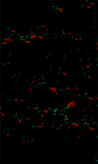 Many Rosas In The Space GIF