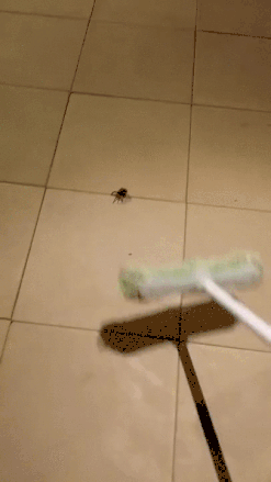 Map Hitting Ants Spider GIF