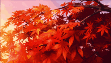 Maple Tree Dried Leaf GIF
