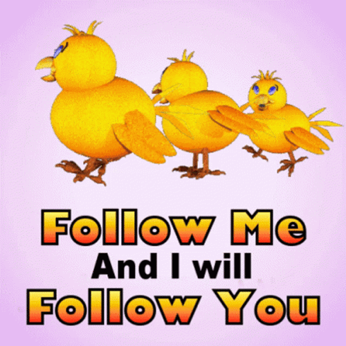 Marching Chicks Follow Me And I Will Follow You GIF