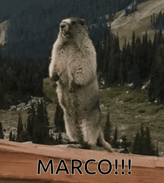 Marco Marmot Gif GIF