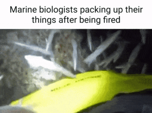 Marine Biology Packing Up Their Things GIF