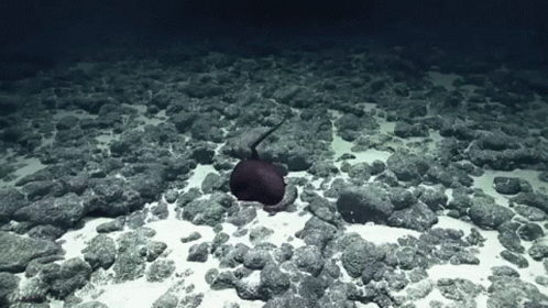 Marine Eel Gulper GIF