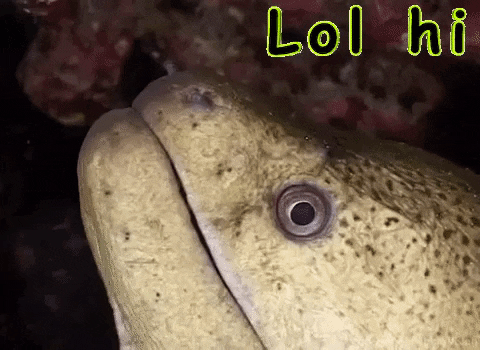 Marine Eel Lol Hi GIF