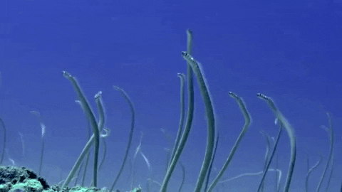 Marine Eels Moving GIF