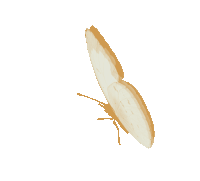 Mariposa Sticker GIF