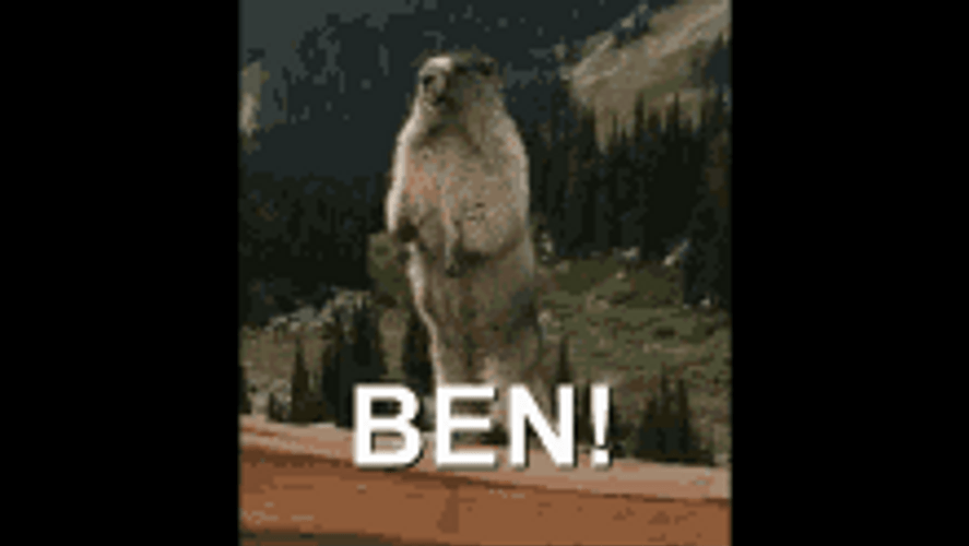 Marmot Screaming Ben Meme GIF