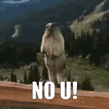 Marmot Standing on Hind Legs No U